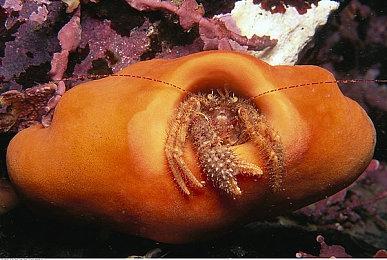 国产沙盒生存新作《CrisisX》公布 最多和5000人同服